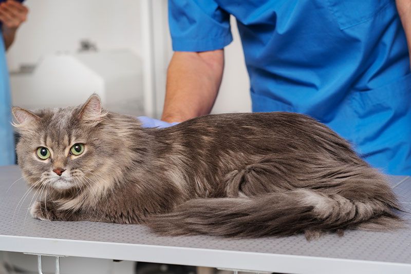 cat on vet table