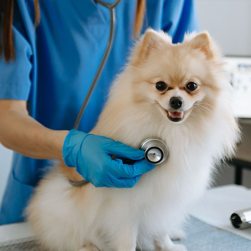 veterinarian doctor pomeranian puppy veterinary