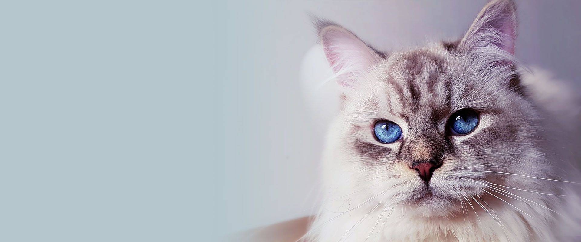 A close-up image of a cat with striking blue eyes