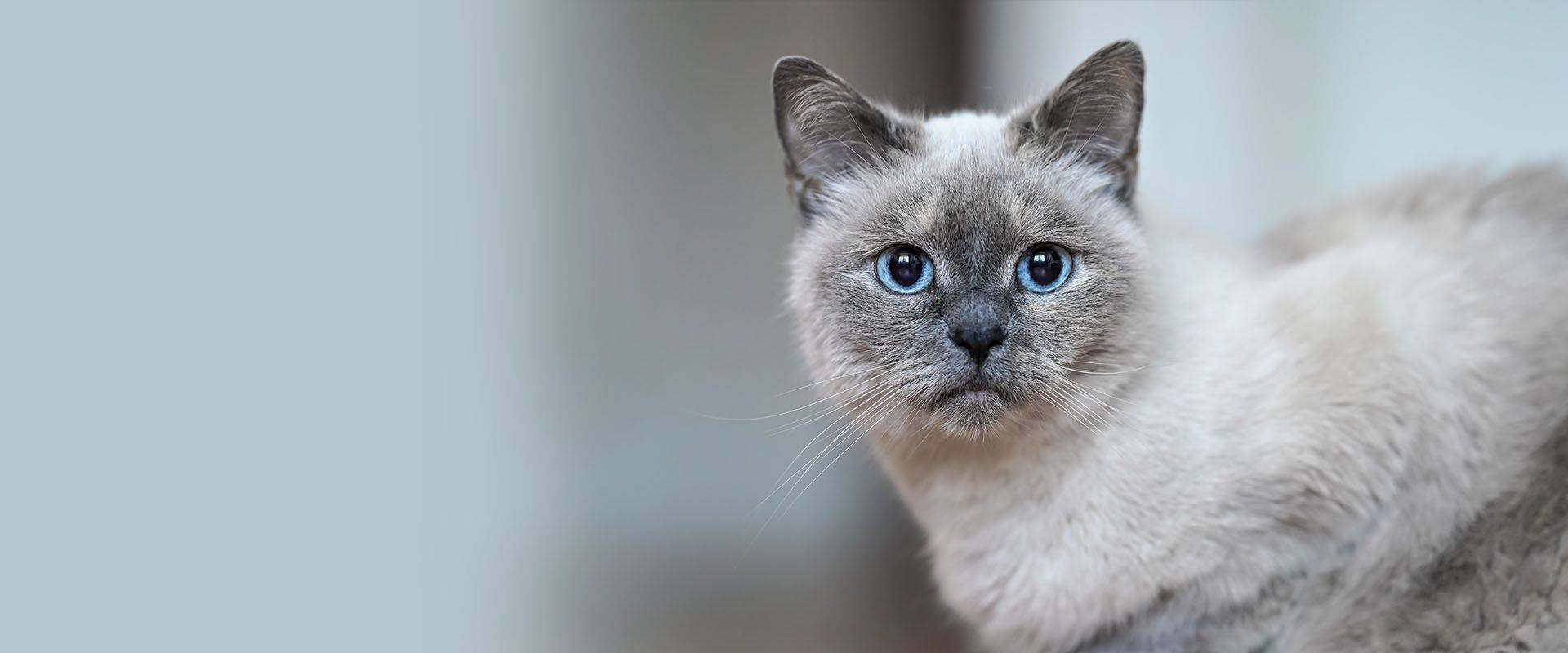 Gray cat with striking blue eyes