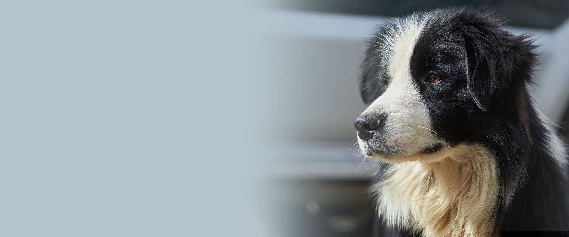 Close-up shot of a cute Border Collie dog