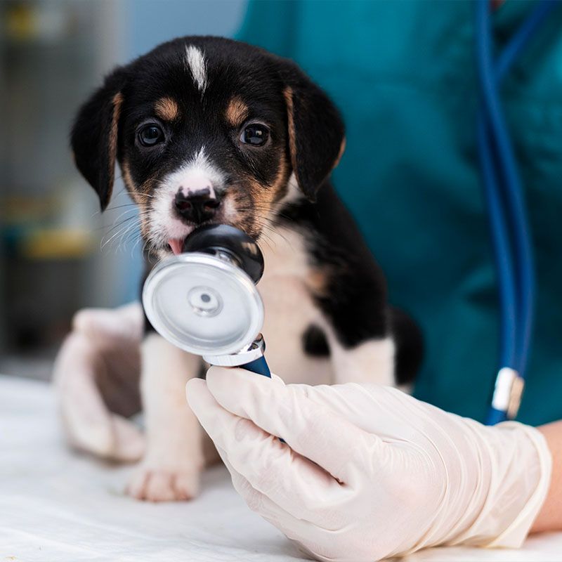close up veterinarian taking care puppy