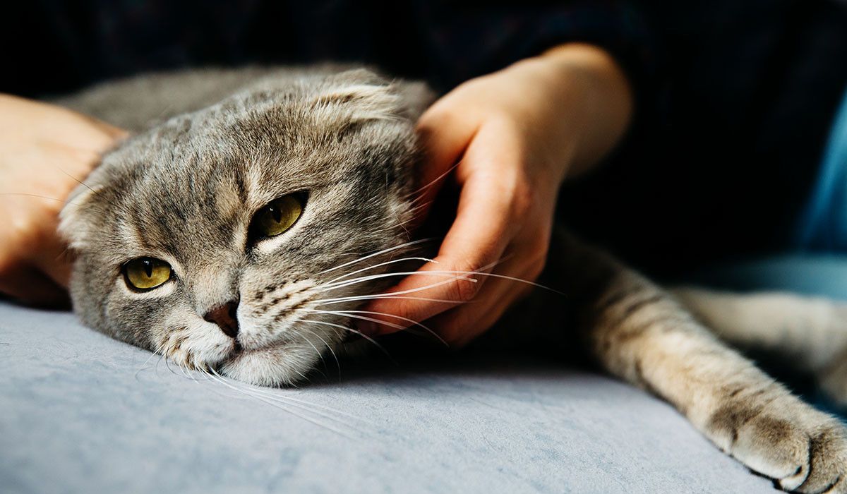 gray-cat-lying-down-with-poison-symptoms