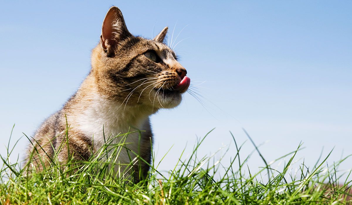spring-allergies-common-cat-in-garden