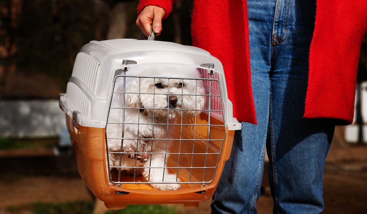 white-dog-ready-for-emergency