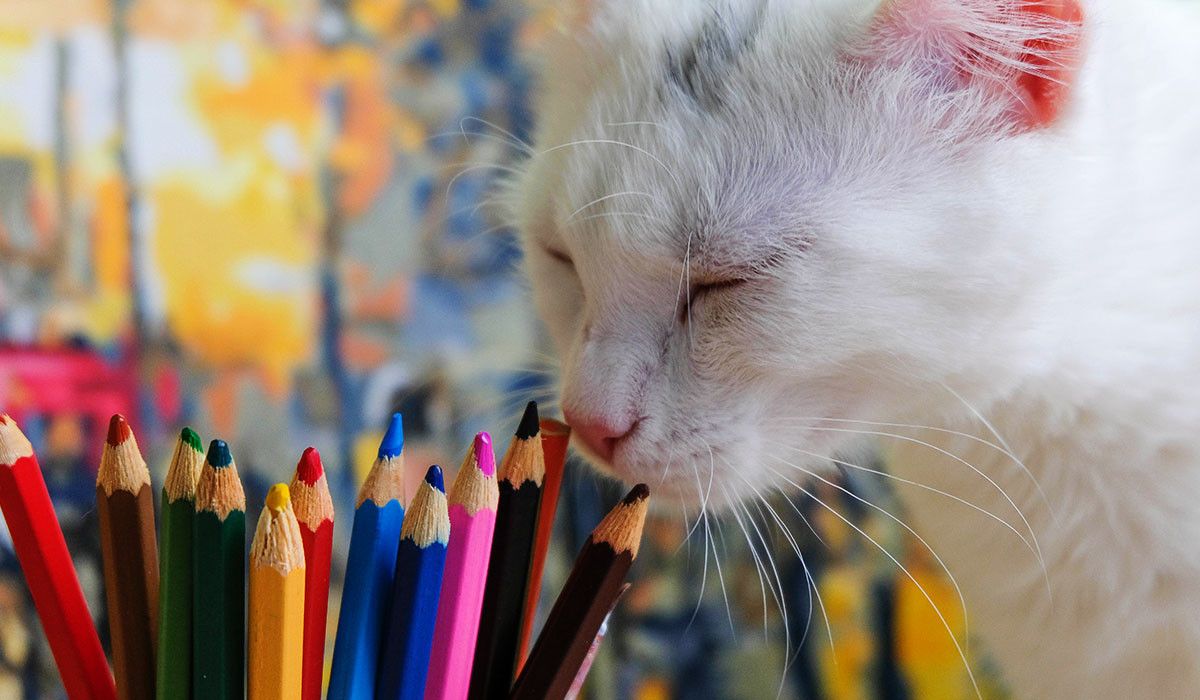 back-to-school-cat-smelling-colors