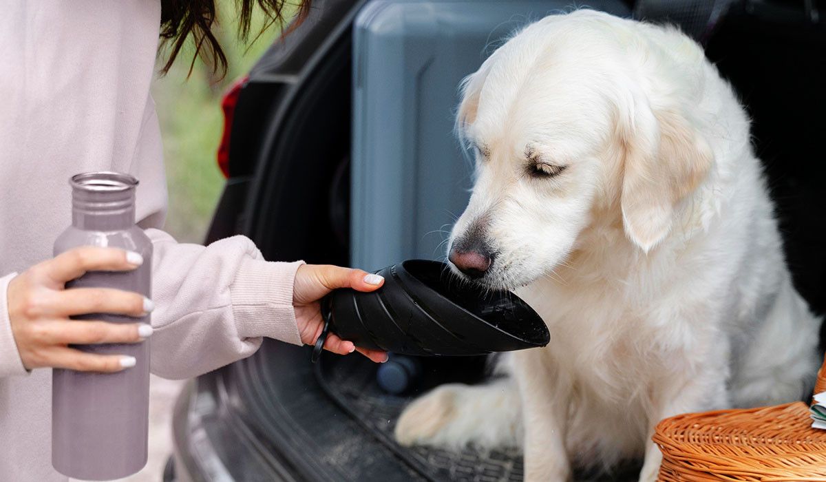 pet-hydration-tips-late-summer