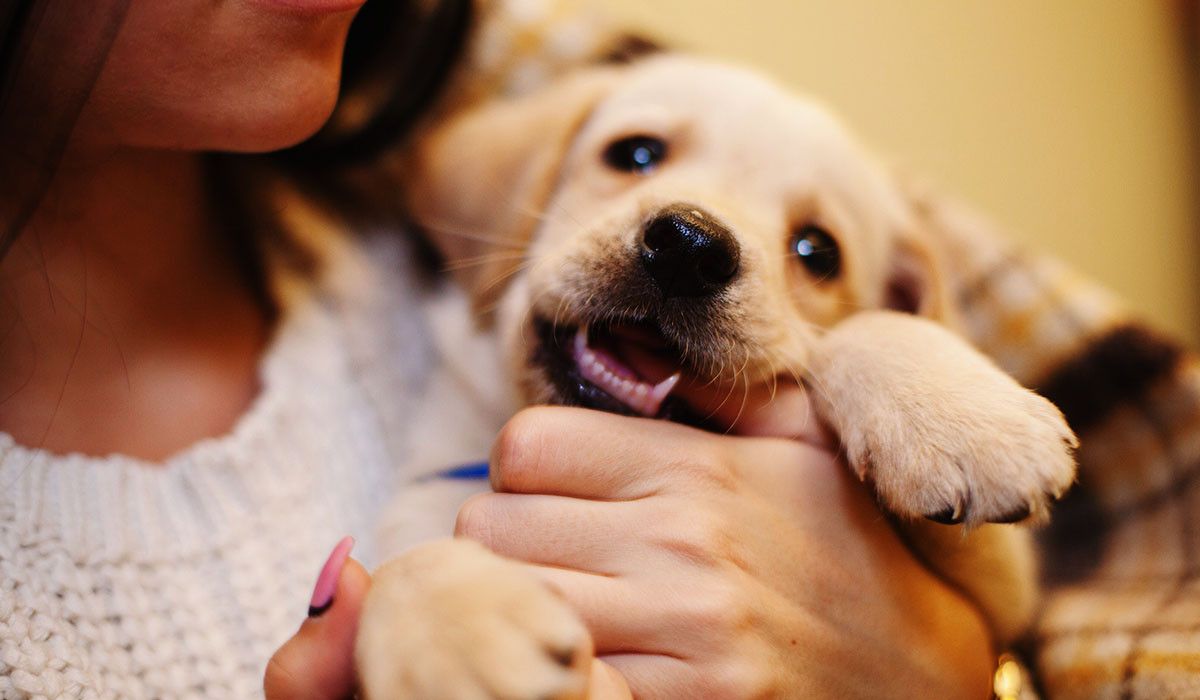 pet-owner-puppy-vaccination-mistakes