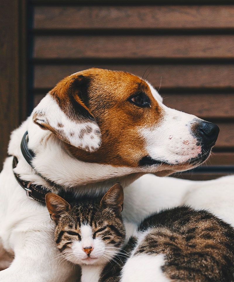 cute dog and cat laying down together