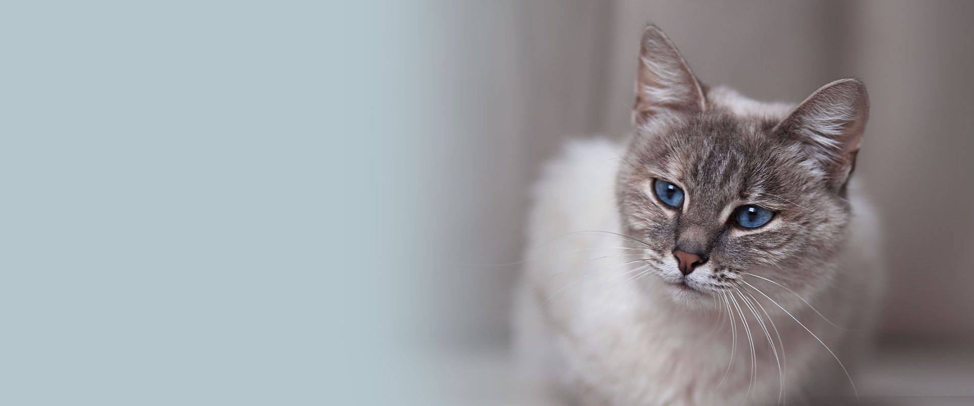 Siamese cat with a blurry gray background