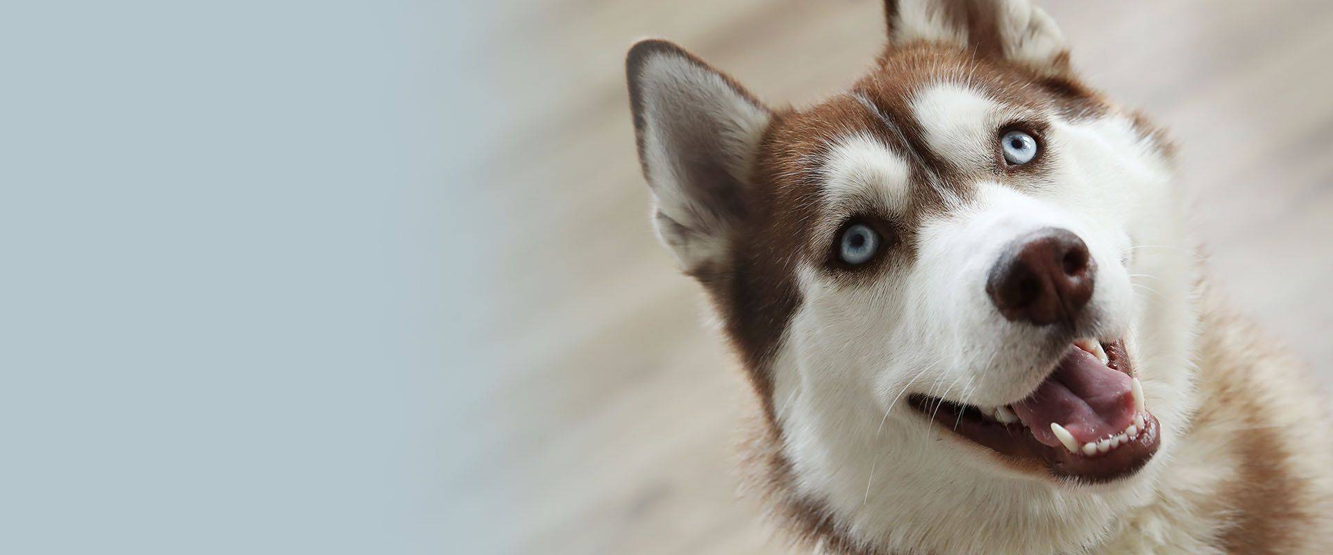 Portrait of a husky dog
